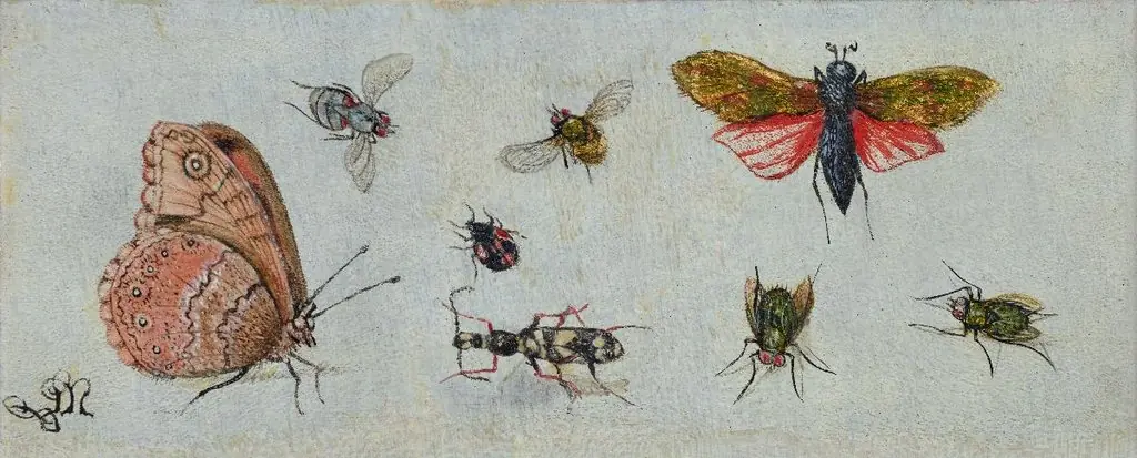Zwei Insektenstudien. 2 Schmetterlinge und 6 Insekten