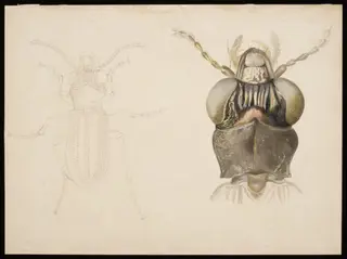 Magnified studies of a beetle (the ground beetle Notiophilus biguttatus?)