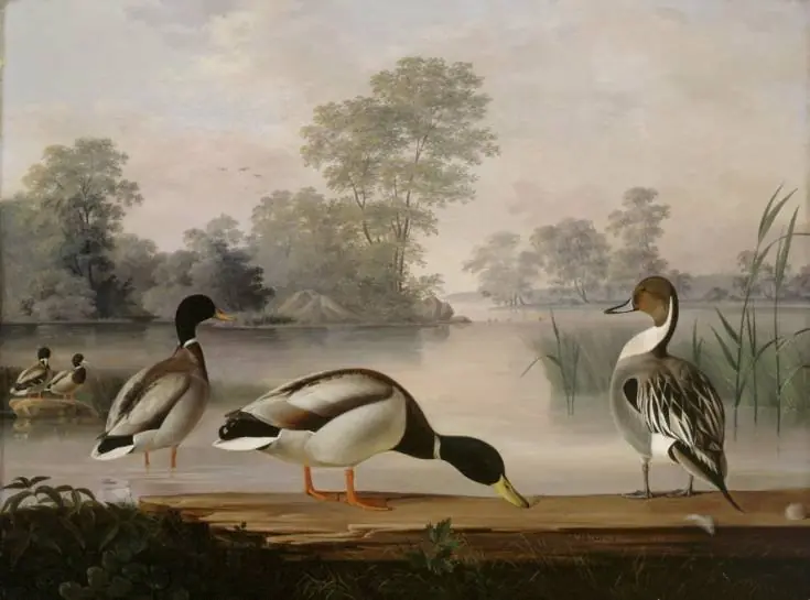 Ducks, by Magnus von Wright