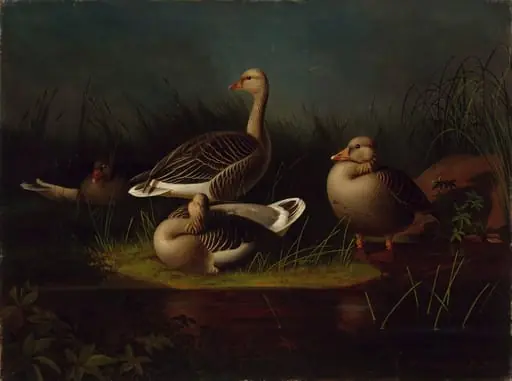 Merihanhia, kopio Ferdinand von Wrightin mukaan, by Magnus von Wright