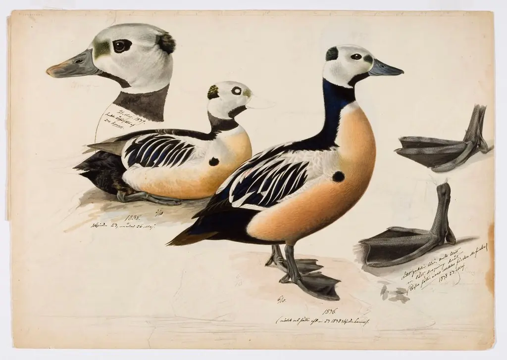 Steller's Eider, Male, by Magnus von Wright