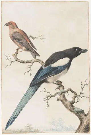 Male Crossbill and a Female Magpie