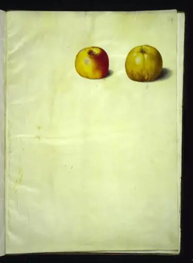Malus domestica (almindelig æble)