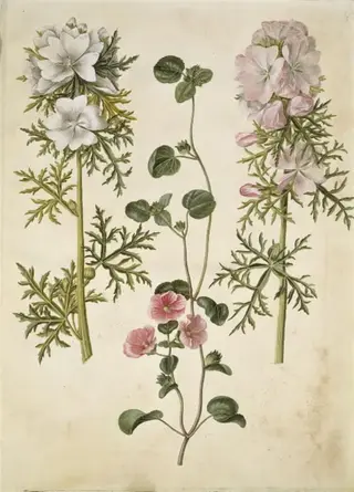 Malva moschata (moskus-katost); Malva eller Malope (art af katost eller malope)
