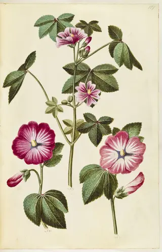 Malva sylvestris (almindelig katost); Lavatera trimestris (mamelukærme), 1650