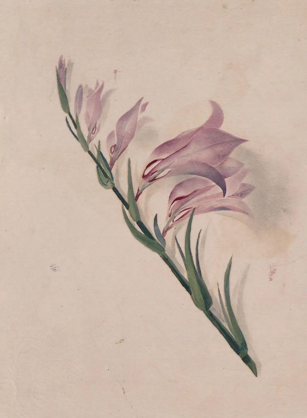Study of a flower, by Marchioness of Waterford Louisa Anne, watercolor, 1864