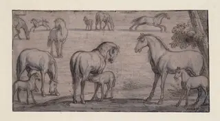 Mares and Foals