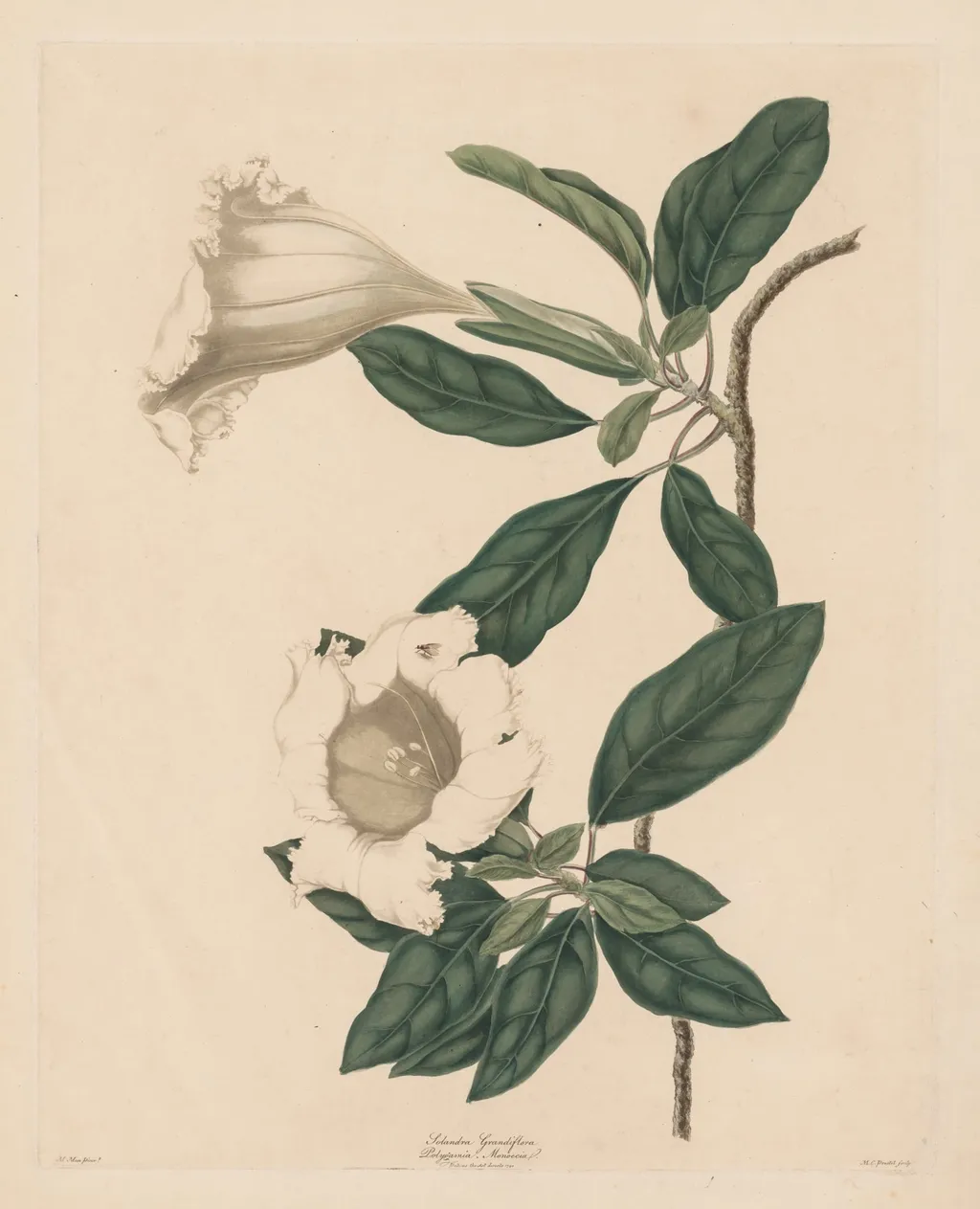 Chalice Vine, by Maria Catharina Prestel, 1790
