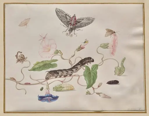 Convolvulus and Metamorphosis of the Convolvulus Hawk Moth, by Maria Sibylla Merian