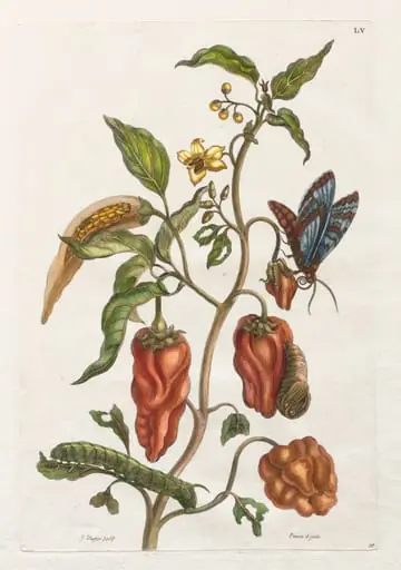 Histoire générale des insects de Suriname et de toute l'Europe: Vol I, No. 55 - Poivre d'inde, by Maria Sibylla Merian