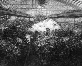 Azalea greenhouse