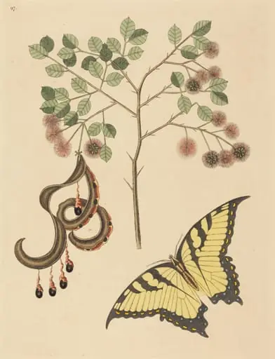 Cat's Claw (Mimosa circinalis), by Mark Catesby