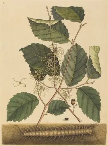 Centipede (Scolopendra morsitans), by Mark Catesby