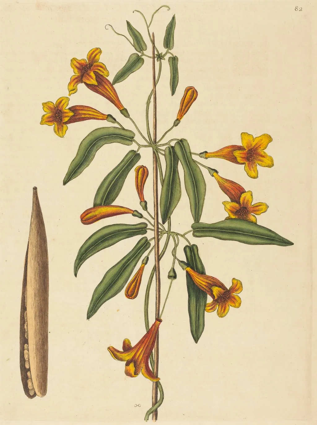 Cross-vine (Bignonia capreolata), by Mark Catesby, ink