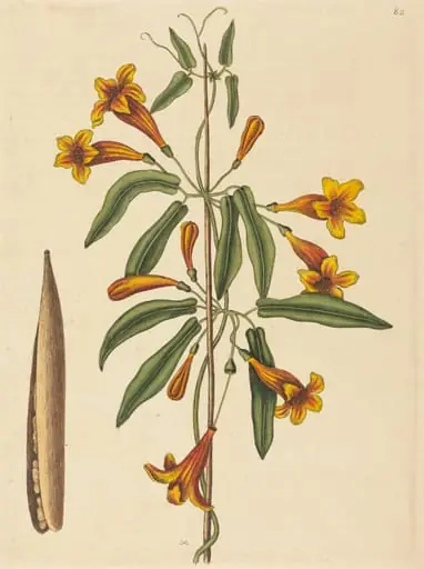 Cross-vine (Bignonia capreolata), by Mark Catesby