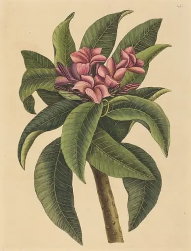 Red Frangipanni (Plumeria rubra), by Mark Catesby