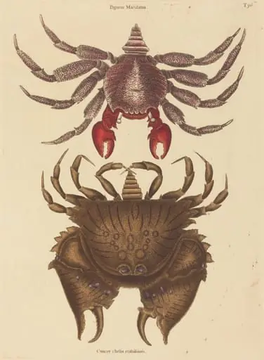 Red Mottled Rock-crab (Cancer grapsus), by Mark Catesby