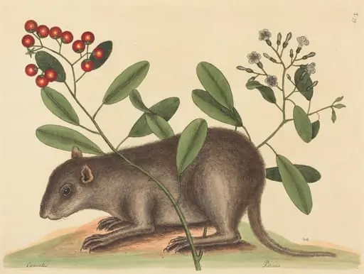 The Bahama Coney (Mus Monax), by Mark Catesby