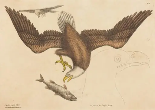 The Bald Eagle (Falco leucocephalus), by Mark Catesby