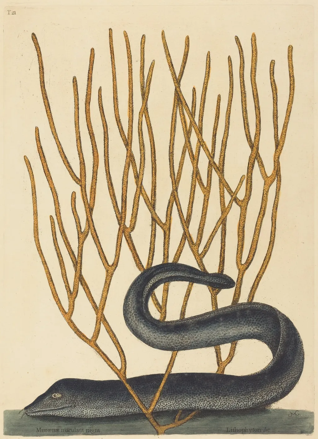 The Black Muray (Muraenae helenae varietas), by Mark Catesby, ink