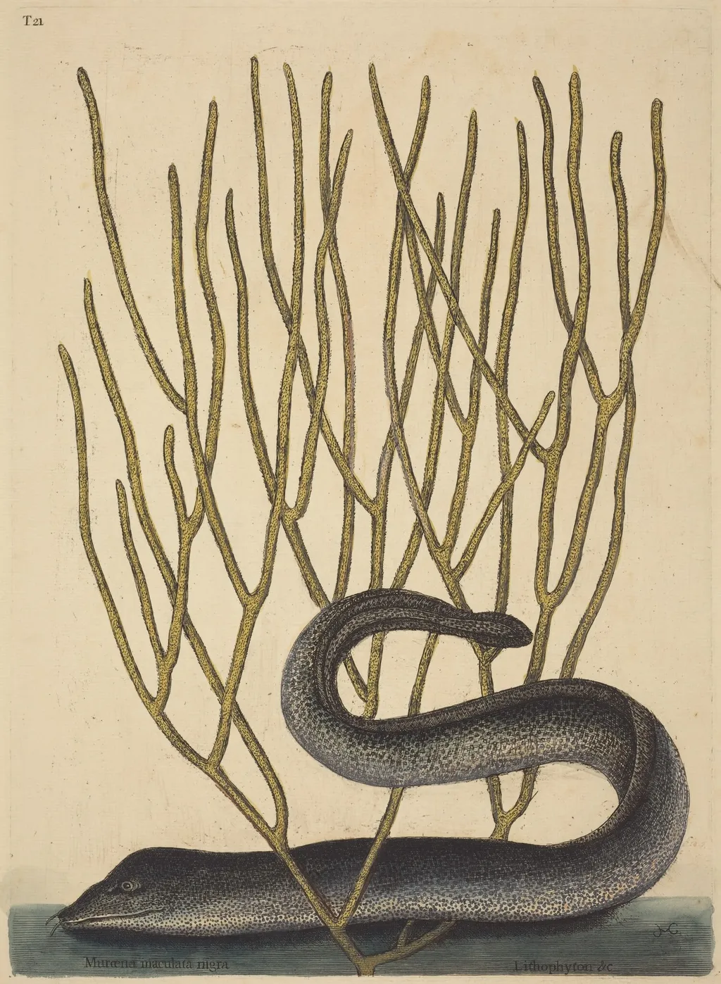 The Black Muray (Muraenae helenae varietas), by Mark Catesby, ink, 1737