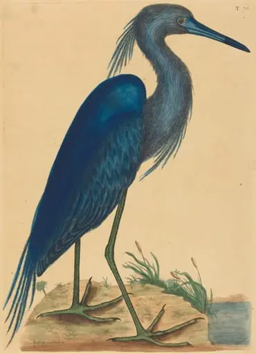 The Blue Heron (Ardea coerulea), by Mark Catesby