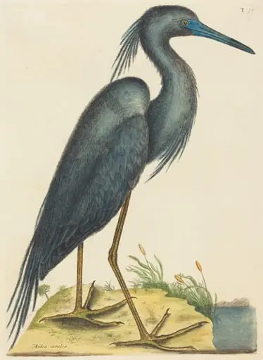 The Blue Heron (Ardea coerulea), by Mark Catesby