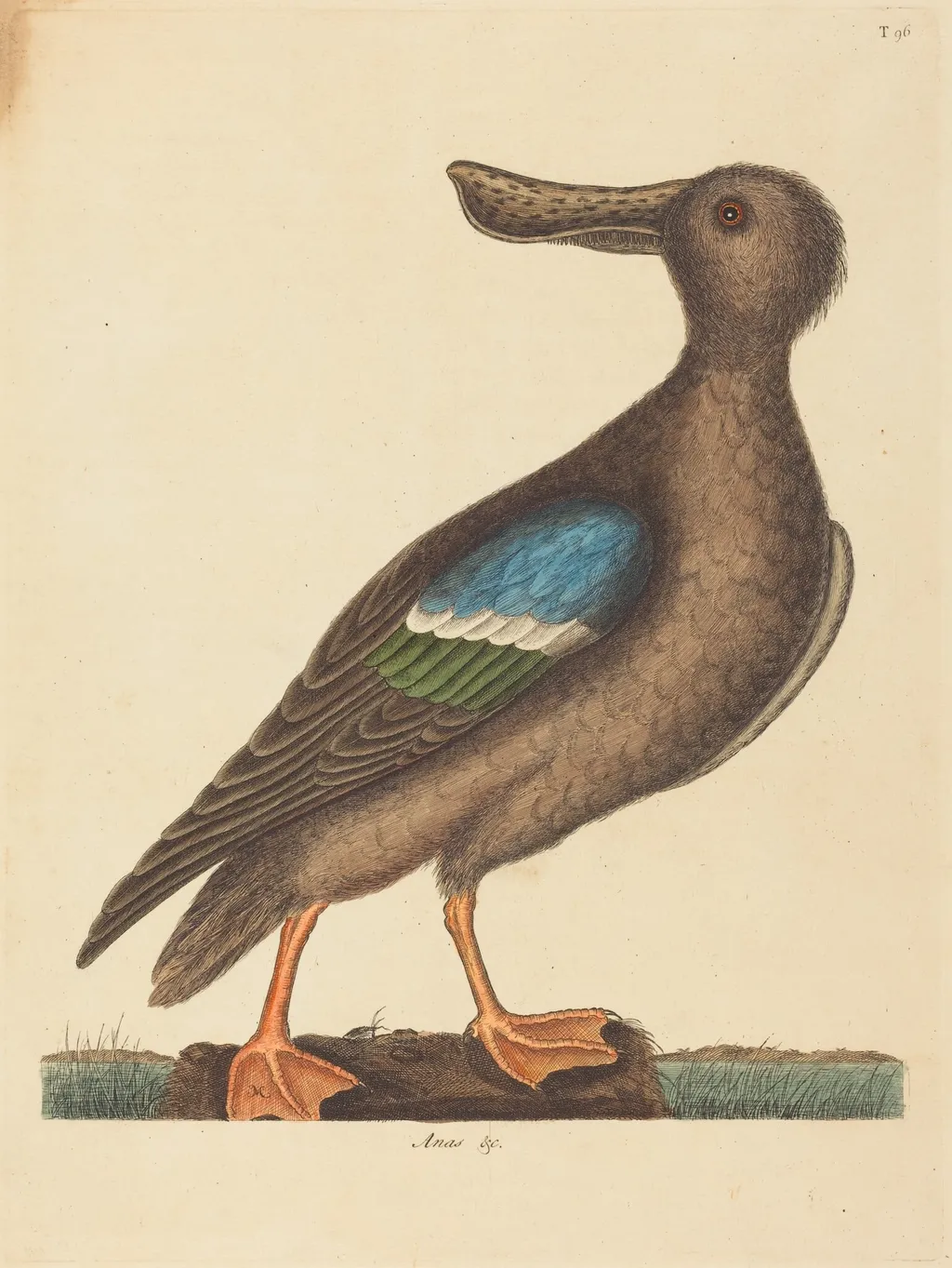 The Blue Winged Shoveler (Anas clypeata foemina), by Mark Catesby, ink