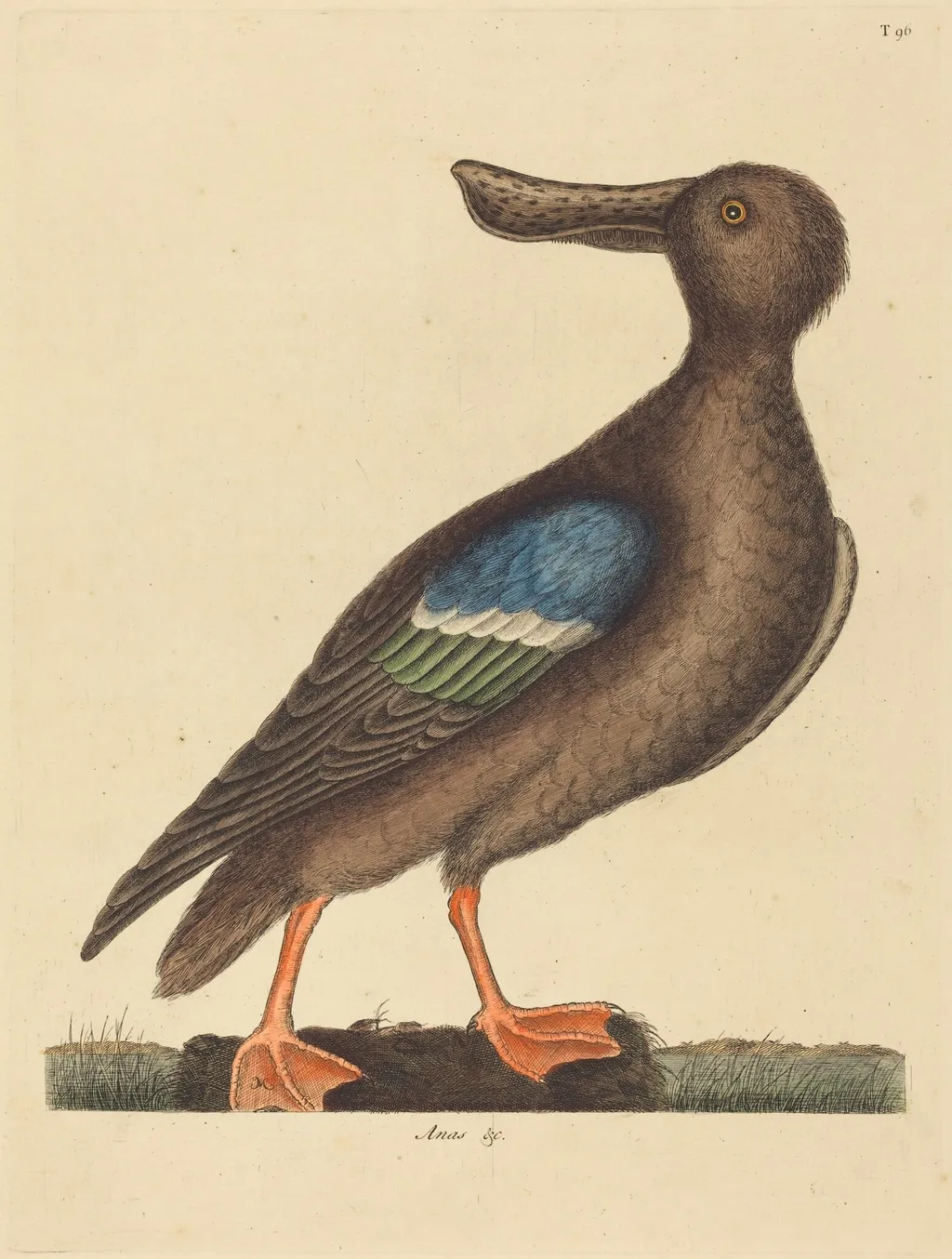 The Blue Winged Shoveler (Anas clypeata foemina), by Mark Catesby, ink, 1737