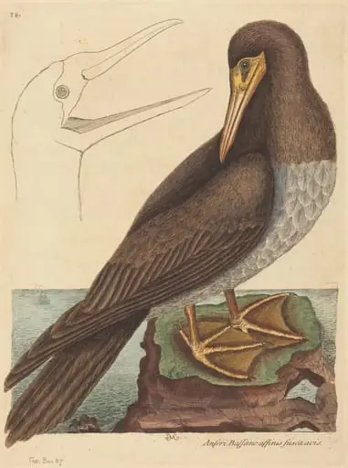 The Booby (Pelecanus Sula), by Mark Catesby