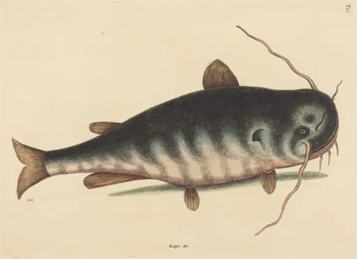The Cat Fish (Silurus catus), by Mark Catesby