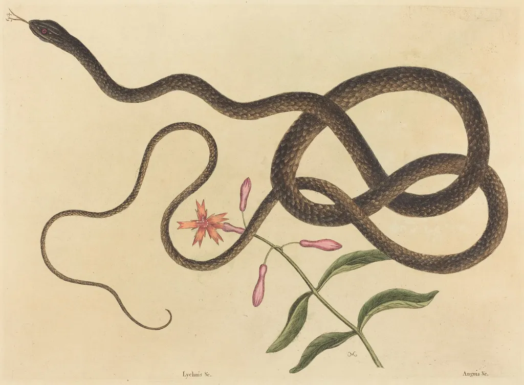 The Coach-whip Snake (Coluber flagellum), by Mark Catesby, ink, 1737