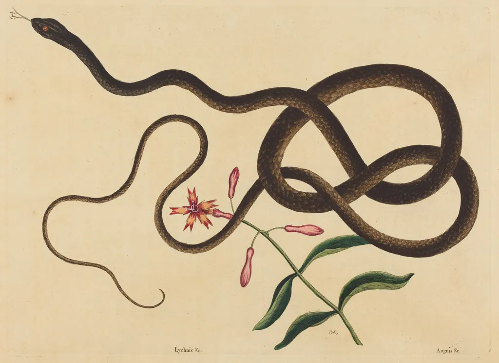 The Coach-Whip Snake (Coluber flagellum), by Mark Catesby, ink, 1737