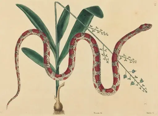 The Corn Snake (Coluber fulvius?), by Mark Catesby