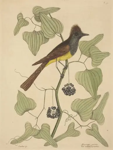 The Crested Flycatcher (Muscicapa cristata), by Mark Catesby