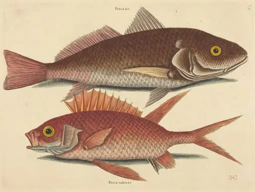 The Croker (Perca undulata), by Mark Catesby