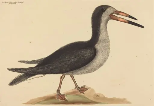 The Cutwater (Rhynchops nigra), by Mark Catesby