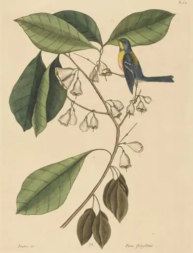 The Finch Creeper (Parus americanus), by Mark Catesby