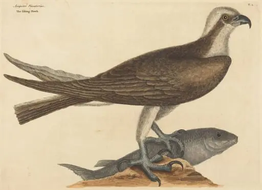The Fishing Hawk (Falco haliaetus), by Mark Catesby