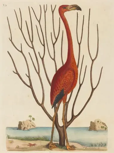The Flamingo (Phoenicopterus ruber), by Mark Catesby