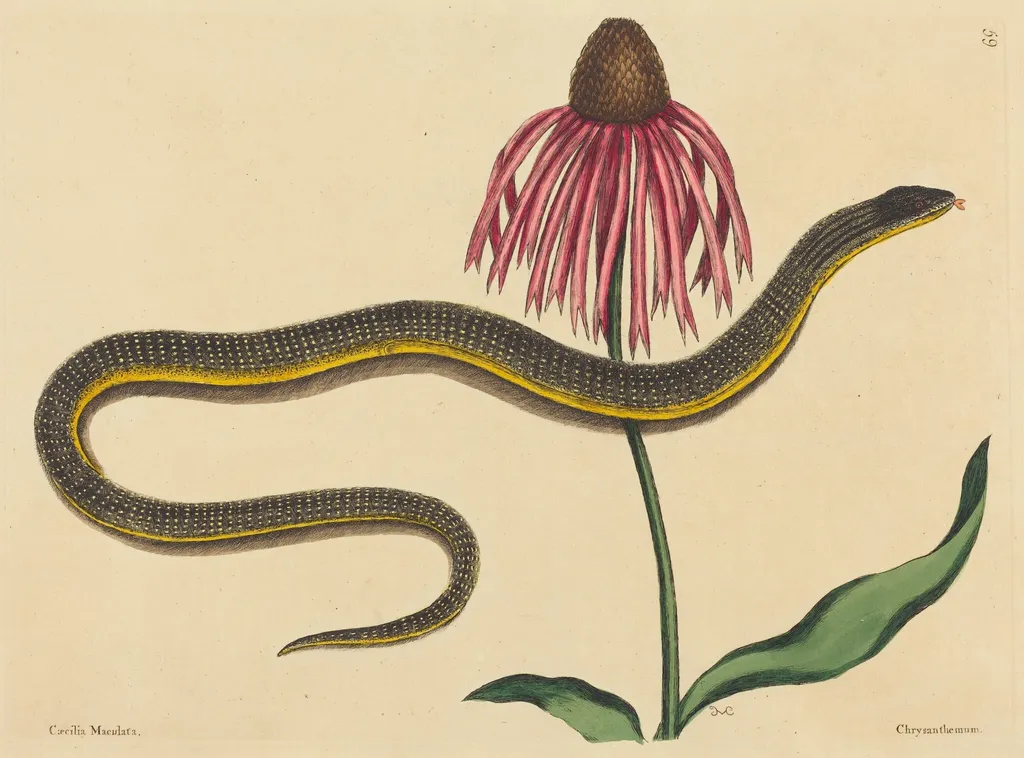 The Glass Snake (Anguis ventralis), by Mark Catesby, ink, 1737