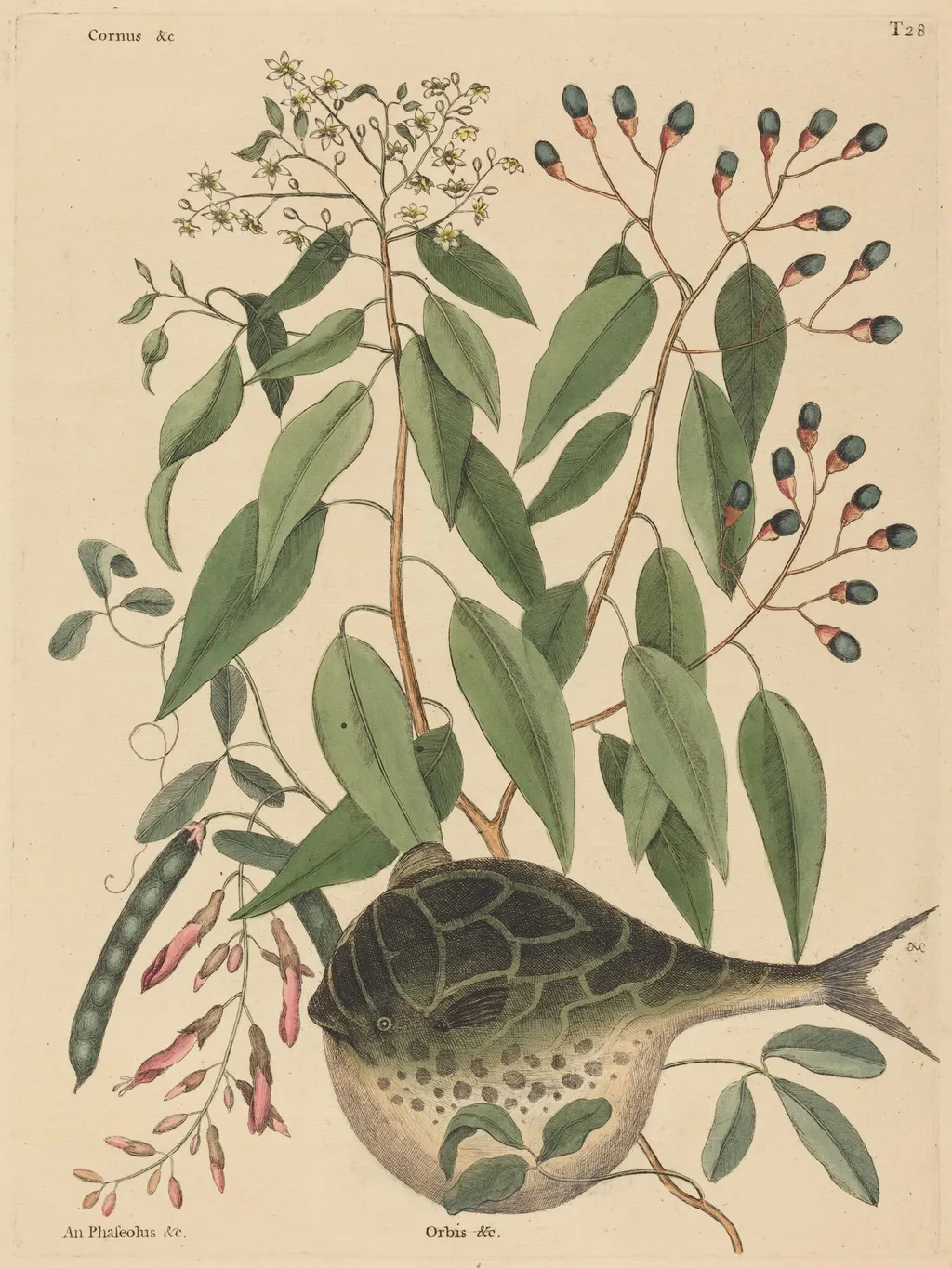 The Globe Fish (Tetrodon lagocephalus), by Mark Catesby, ink, 1737