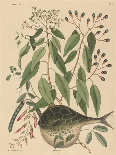 The Globe Fish (Tetrodon lagocephalus), by Mark Catesby