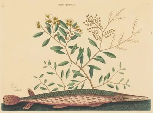 The Green Gar Fish (Esox osseus), by Mark Catesby