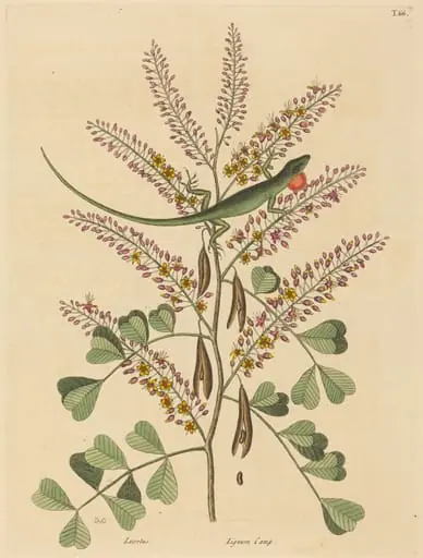 The Green Lizard of Jamaica (Lacerta bullaris), by Mark Catesby