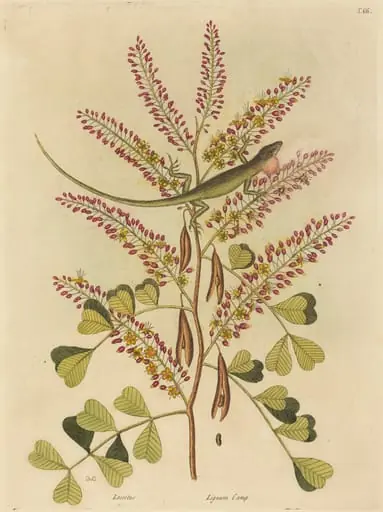 The Green Lizard of Jamaica (Lacerta bullaris), by Mark Catesby