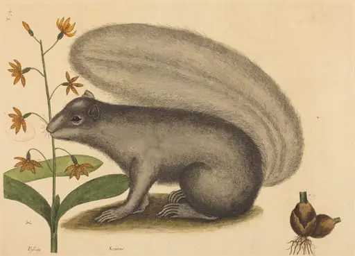 The Grey Fox Squirrel (Sciurus cinereus), by Mark Catesby