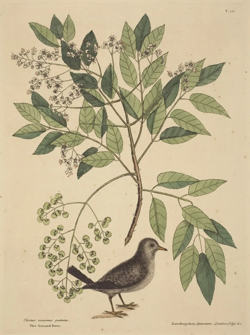 The Ground Dove (Columba passerina), by Mark Catesby, ink, 1737