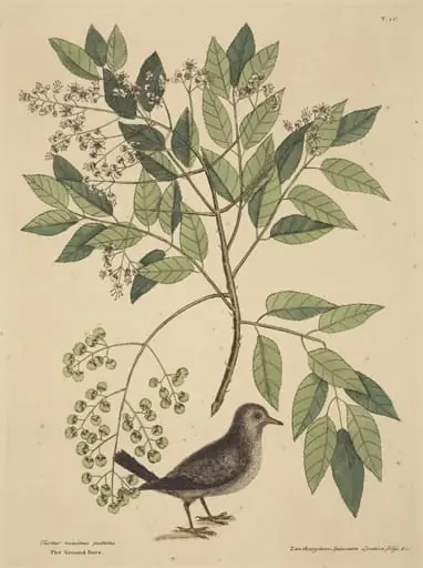 The Ground Dove (Columba passerina), by Mark Catesby