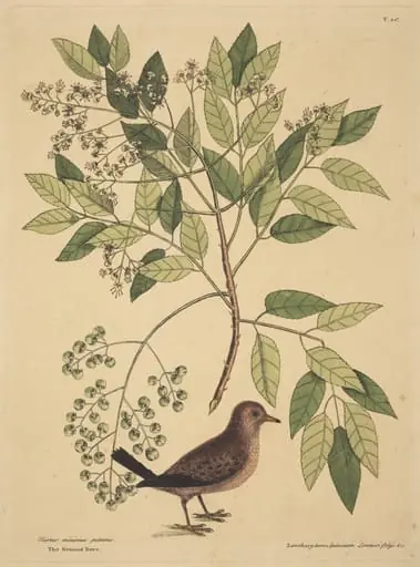 The Ground Dove (Columba passerina), by Mark Catesby